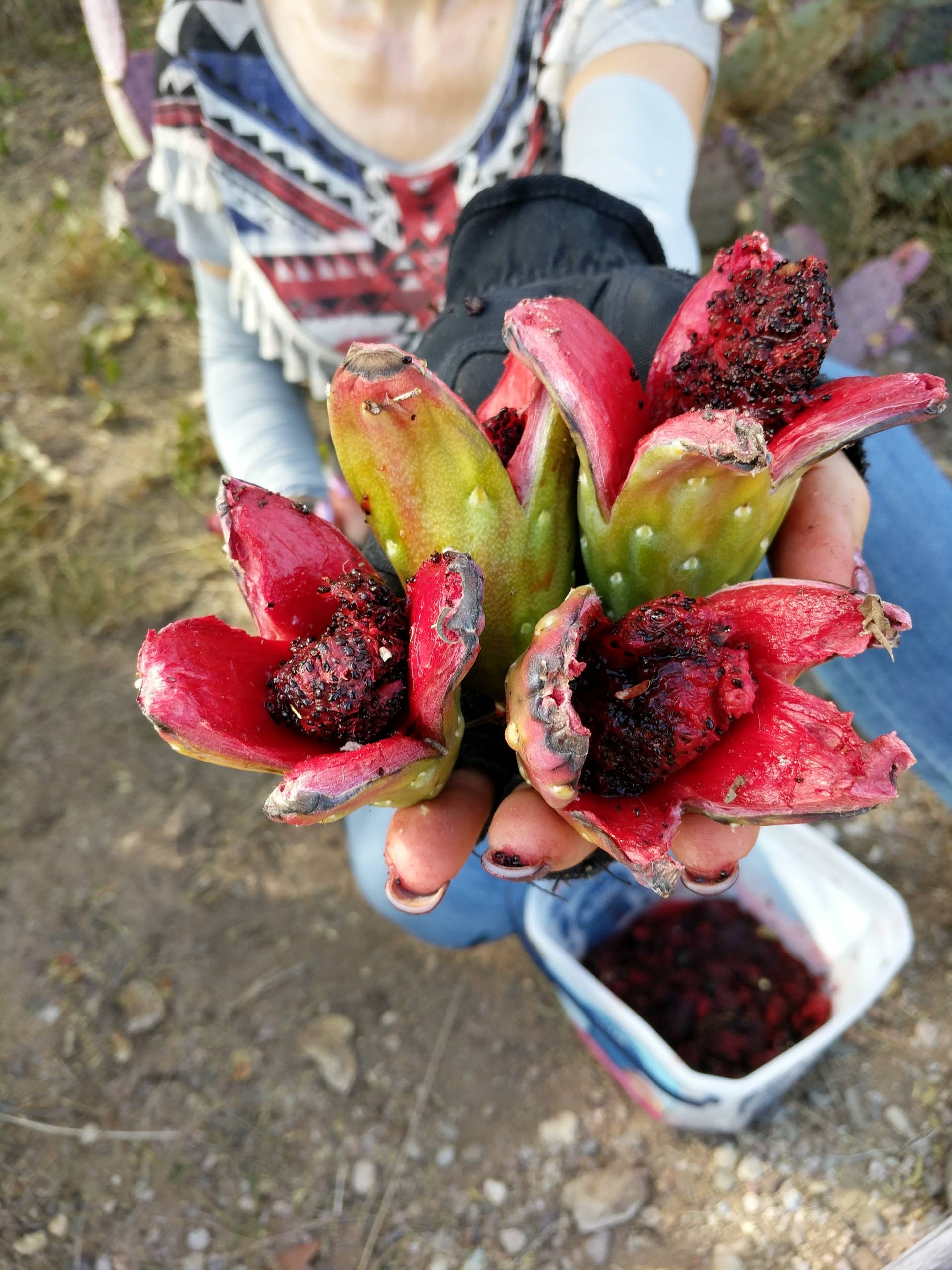 Traditional Native Saguaro Cactus Fruit Harvest Experience - WanderWisdom