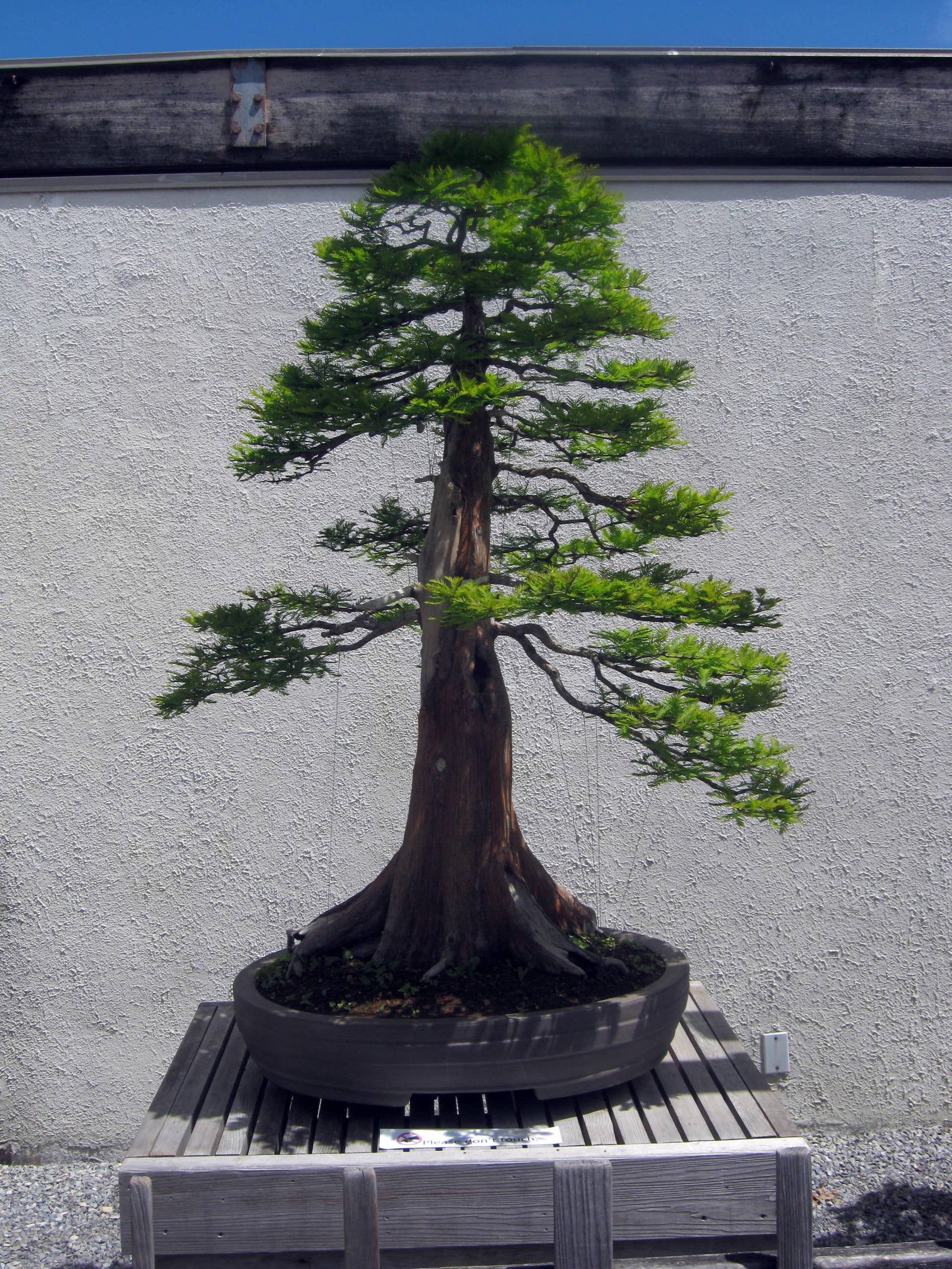 vogelbeere bonsai Rabbiteye Blueberry Bonsai Tree  Bella Bonsai Nursery