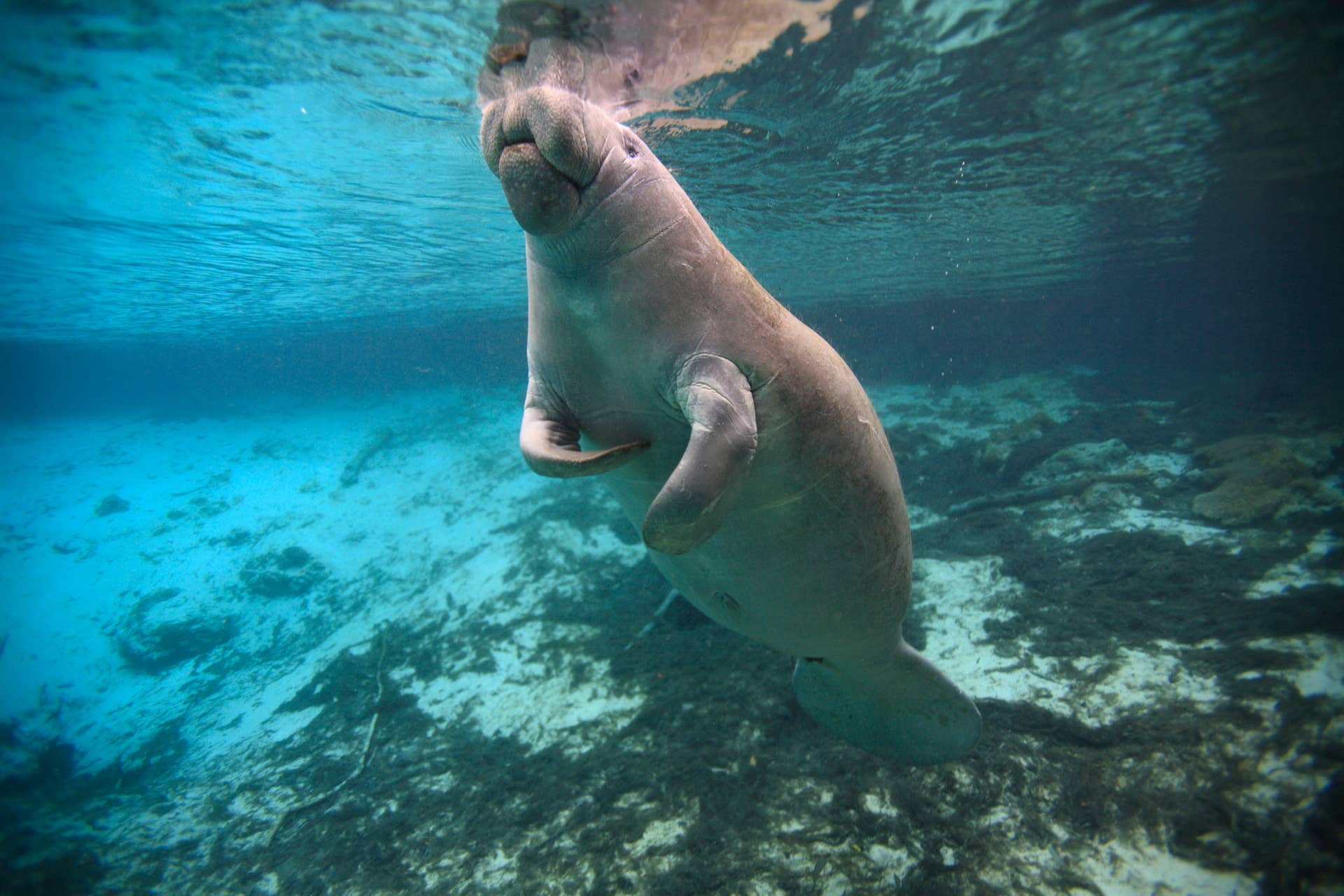 Video of Manatee ‘Dancing’ With Snorkeler in a Florida Spring Is Super ...