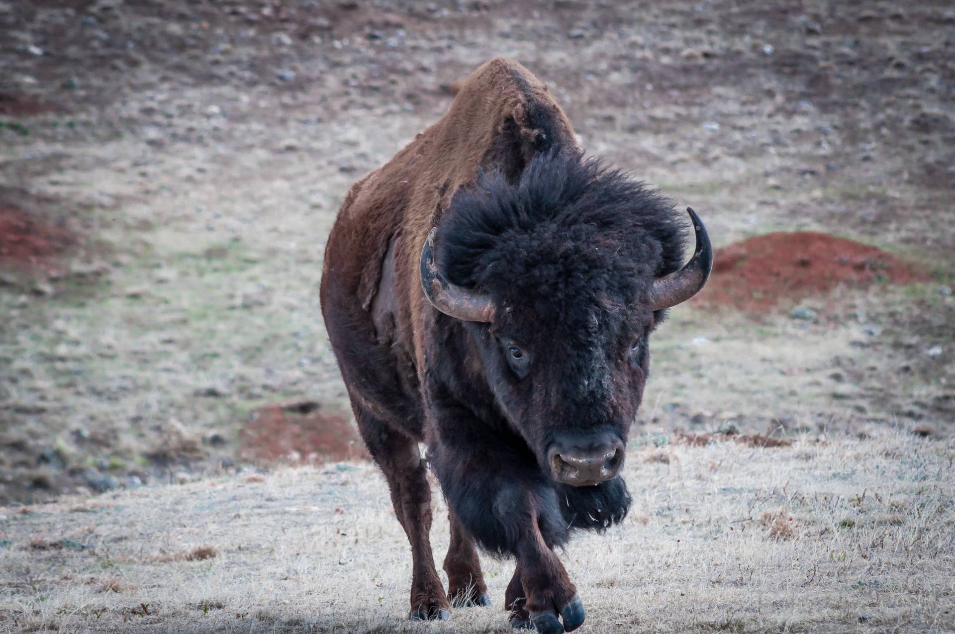 Tourist Has a Shocking Close Call with an Aggressive Bison at ...