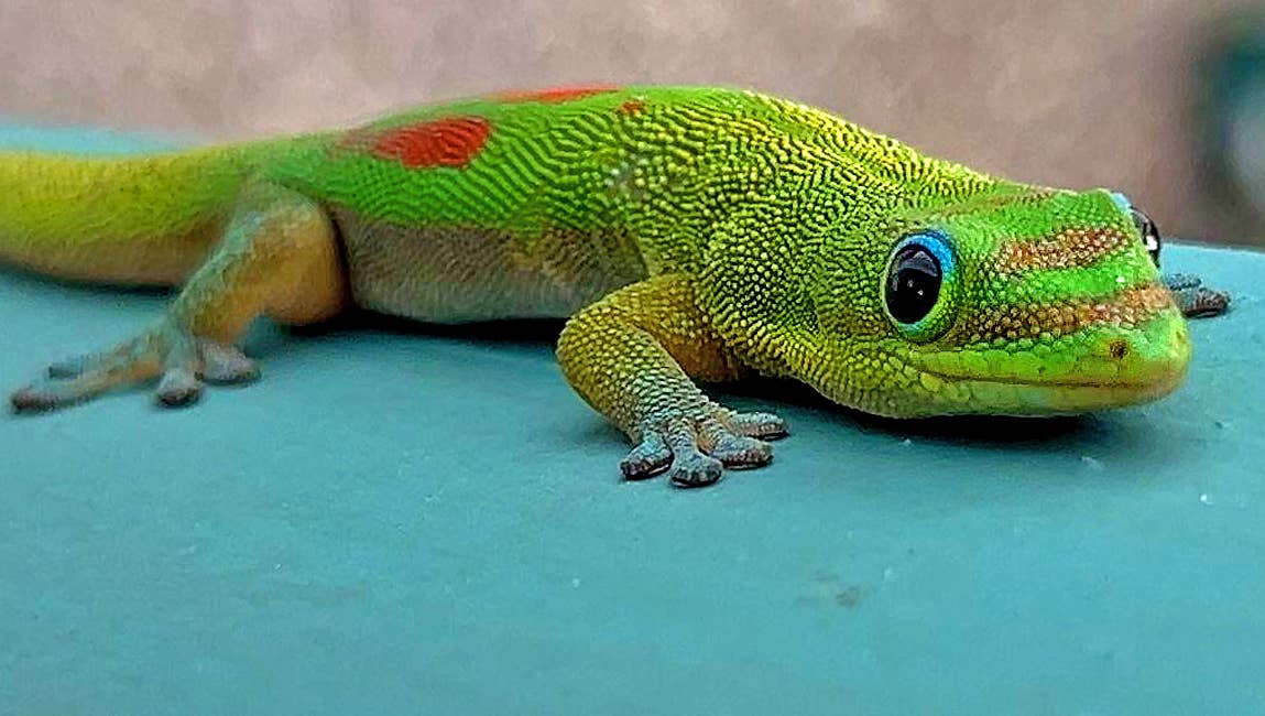 Gold Dust Day Gecko