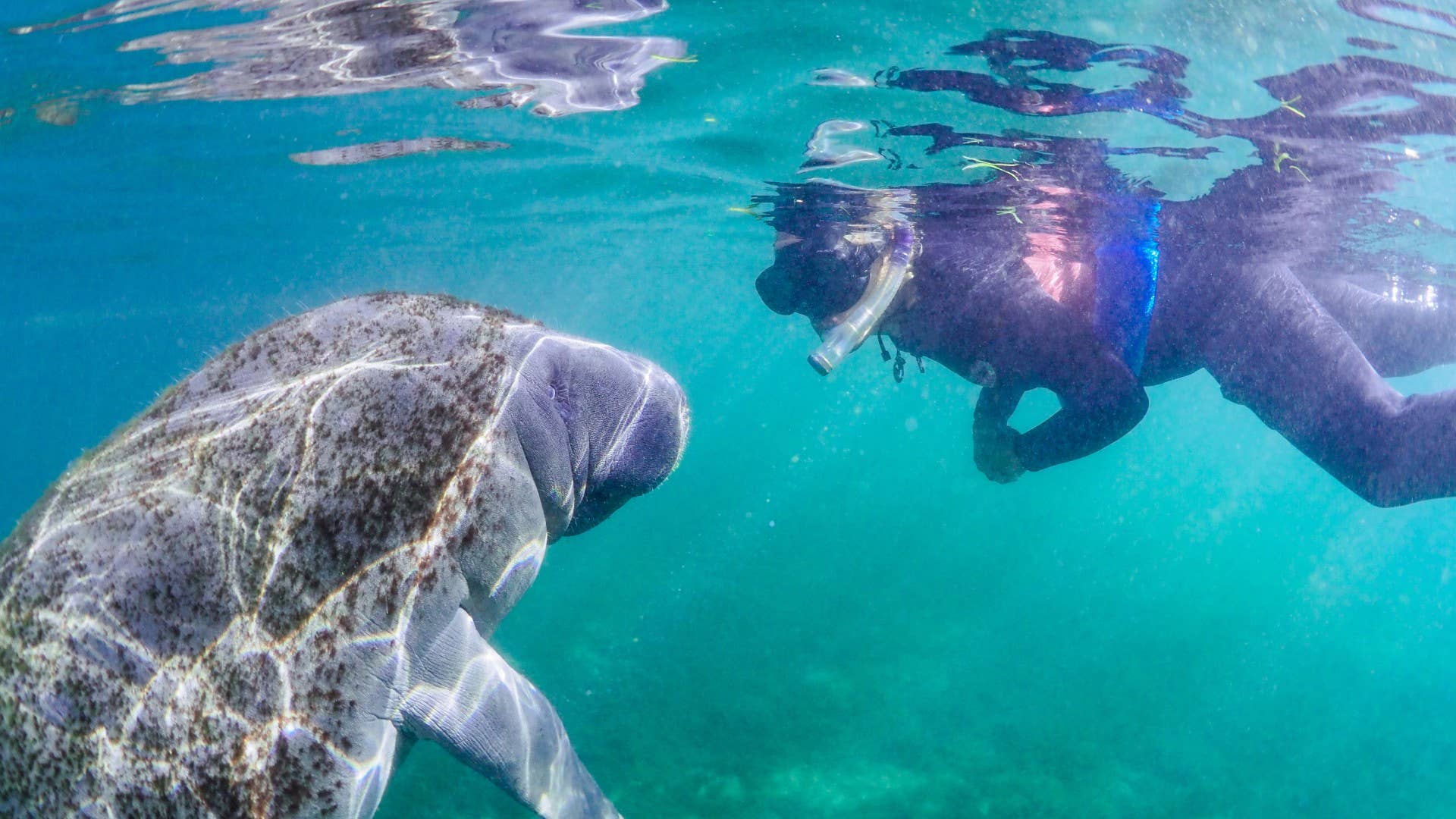 Video of Manatee ‘Dancing’ With Snorkeler in a Florida Spring Is Super ...