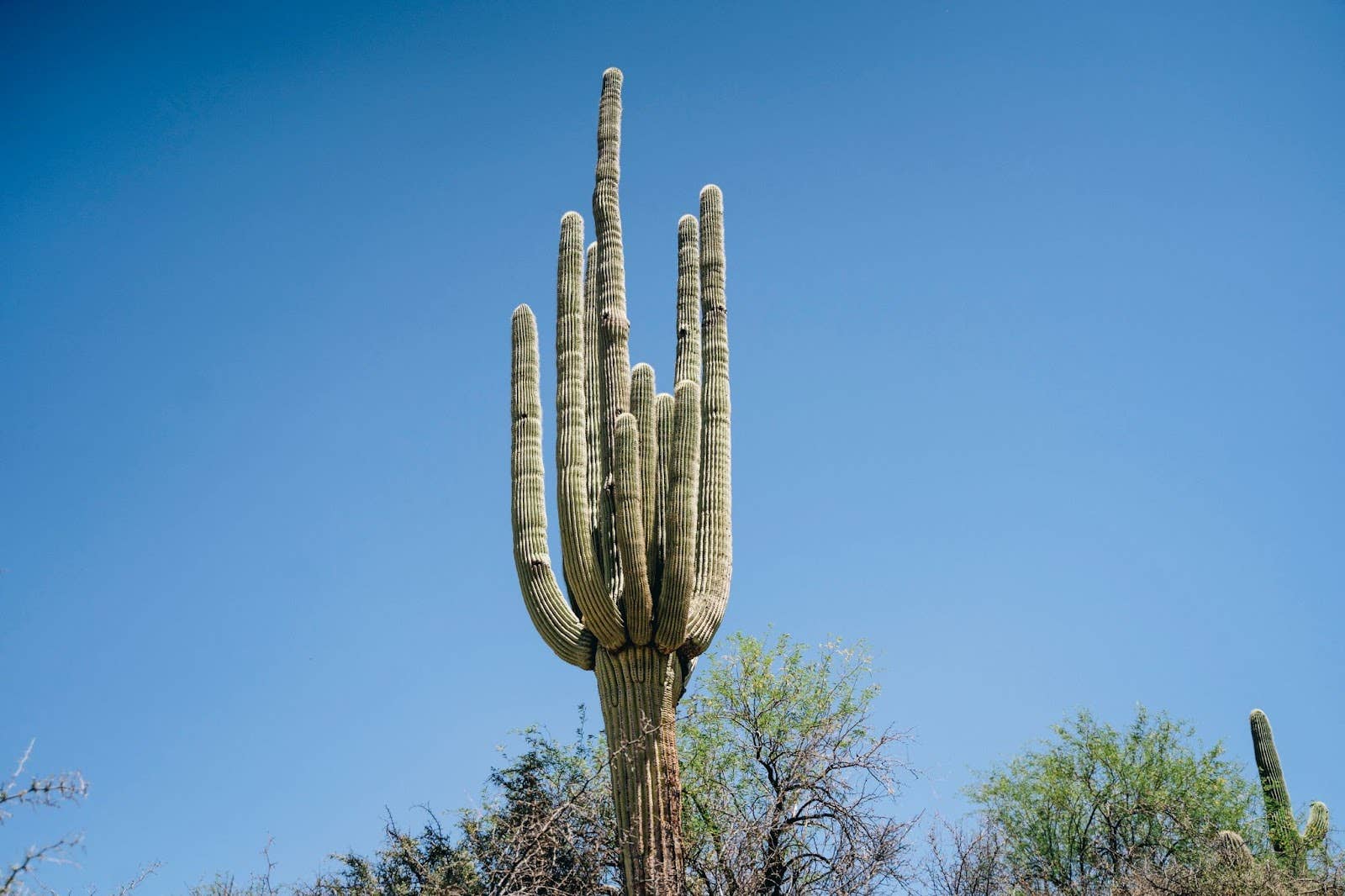 The 10 Most Common Cacti of the Southwest - WanderWisdom