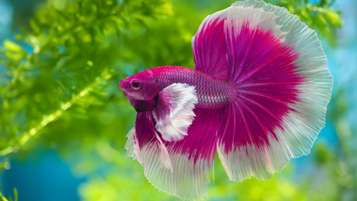 Tsa transporting live fish on sale