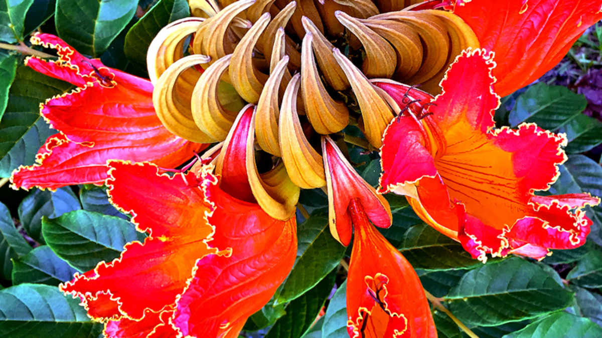 beauty-invaders-of-hawaiis-