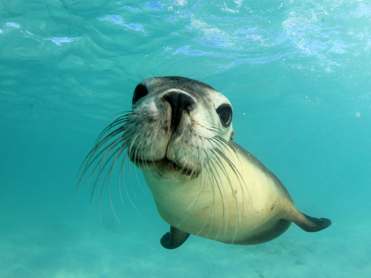 Kayaker s Funny Encounter With a Sea Lion Is Too Cute To Miss WanderWisdom News