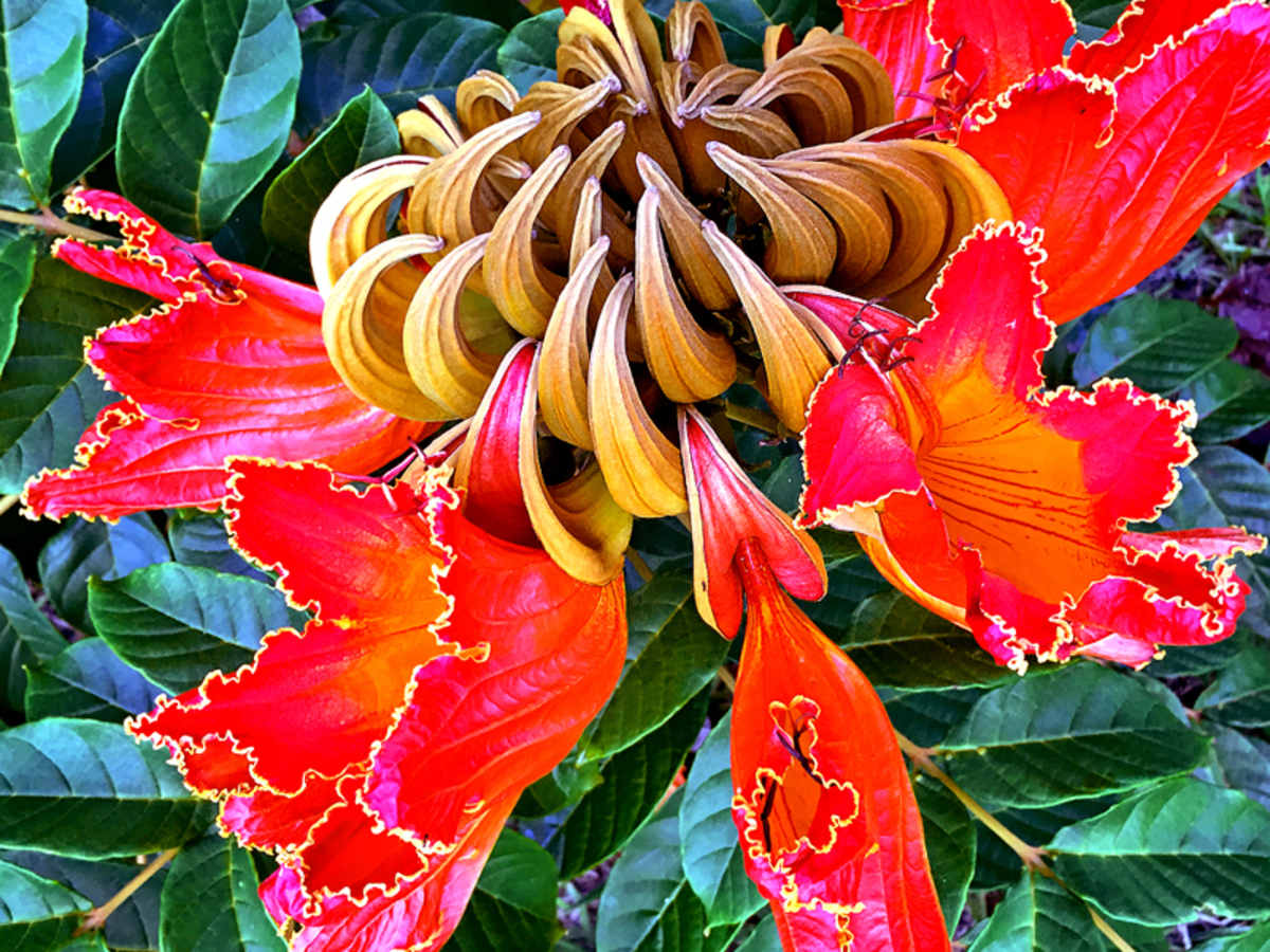 11 Beautiful Invaders of Hawaii's Tropical Rainforests