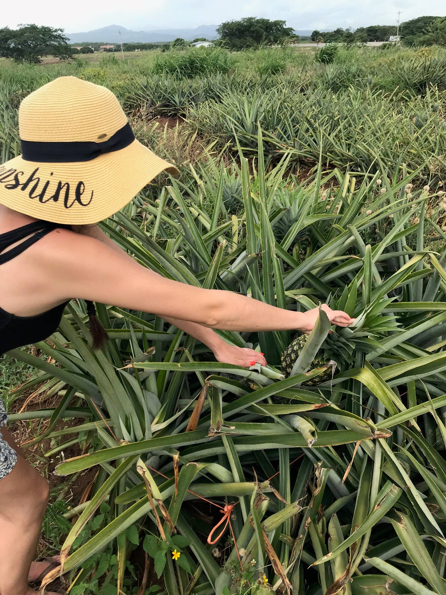 Visitante aprendiendo sobre el cultivo de piña en Costa Rica