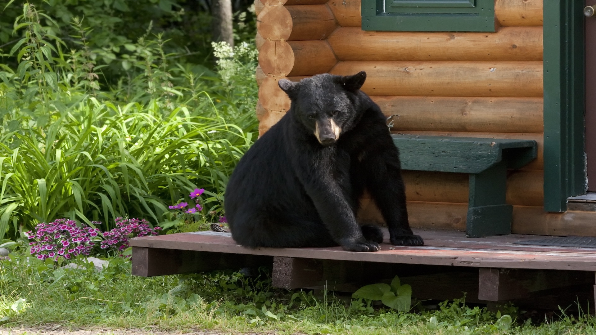 Resort Town in California Is Battling a Full-Blown Bear Invasion
