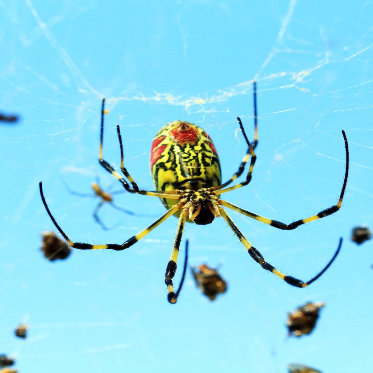 Northeast Bracing for Infestation of Black & Yellow Spiders the