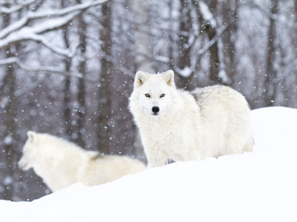 Watch: Wildlife Photographer Gets Surrounded by a Pack of Wild Arctic Wolves  - Wanderwisdom, image size:1200x900