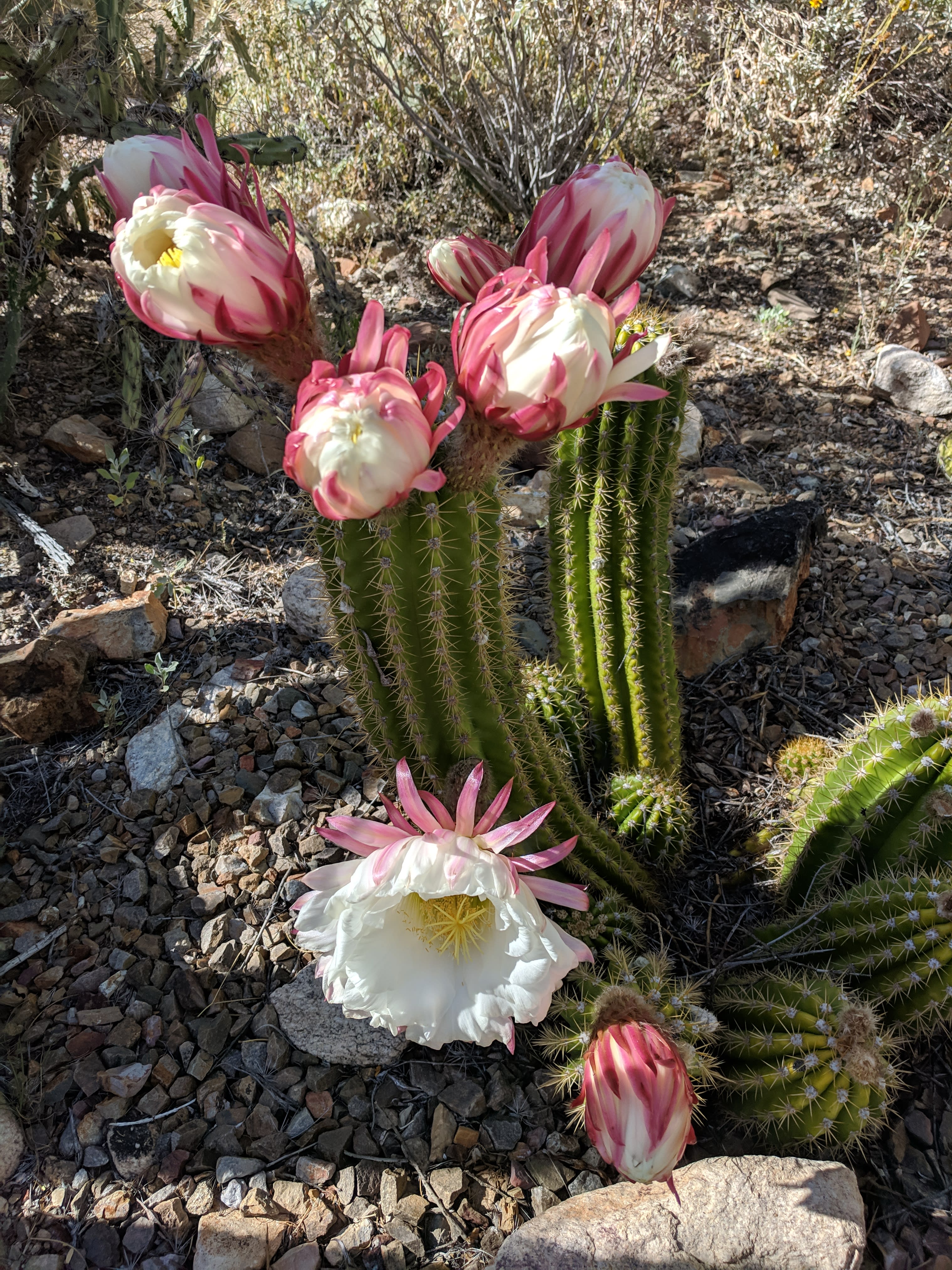 Tucson's Arizona-Sonora Desert Museum's Blooming Torch Cacti