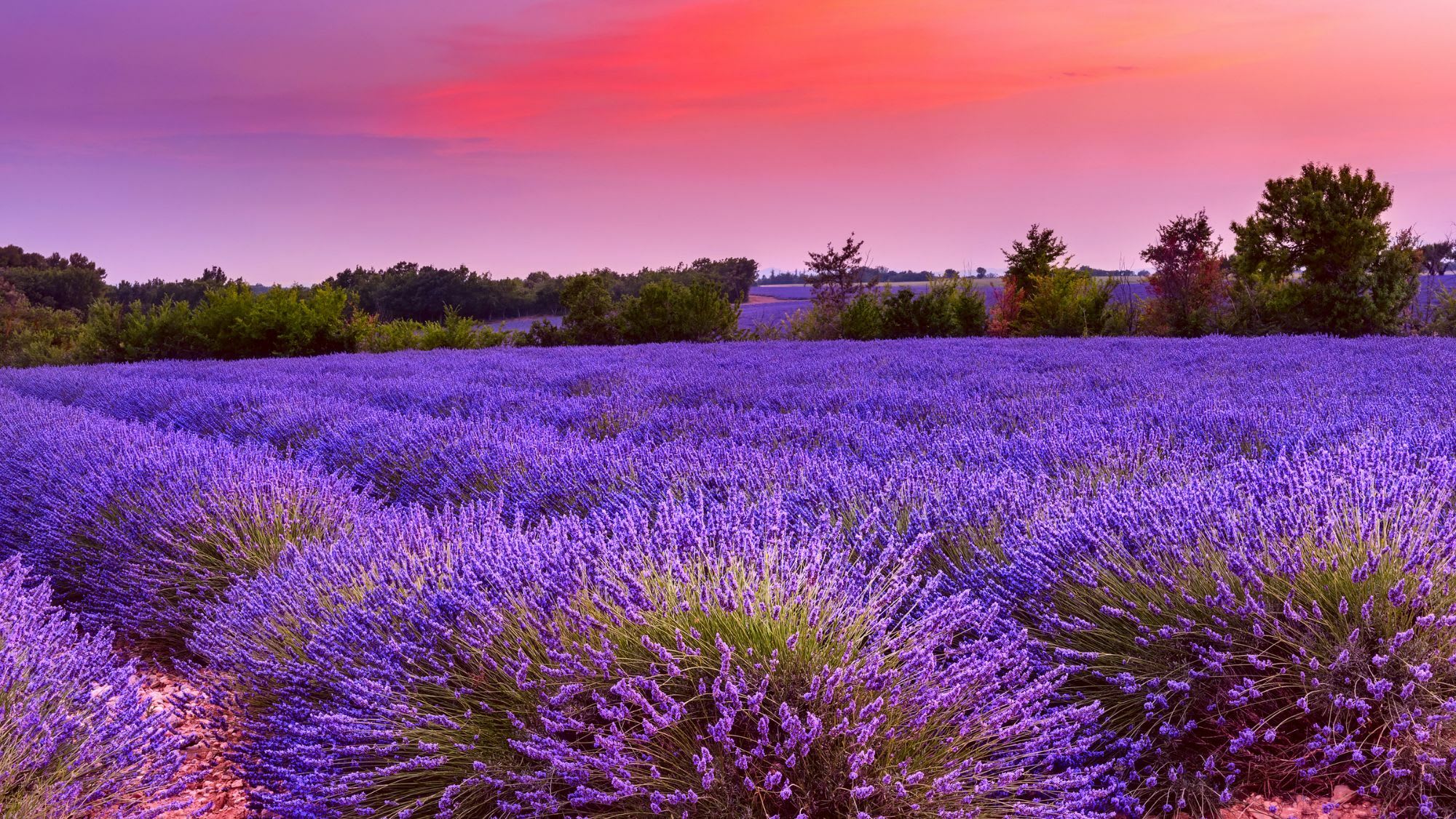 Southern France: Lavender Festival in Sault, Provence - Wanderwisdom, image size:2000x1125